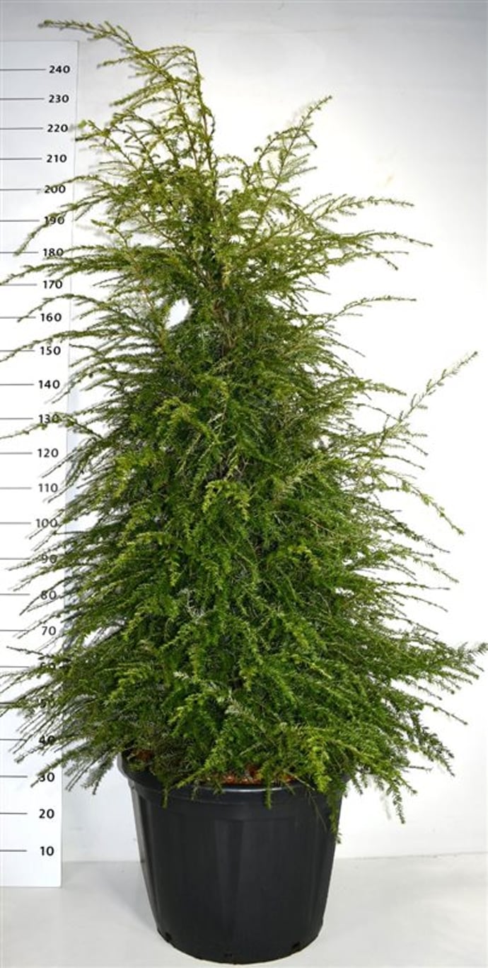 Tsuga canadensis - C80 175-200 CM